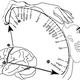 Image for article titled How your brain sees your body: Meet the cortical homunculus